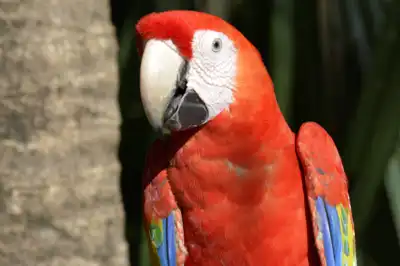 Two Scarlet Macaws (Ara macao) on a resort in Mexico