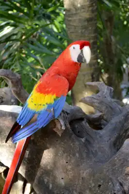 Two Scarlet Macaws (Ara macao) on a resort in Mexico