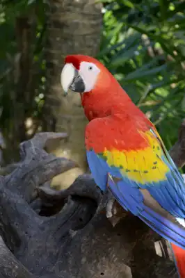 Two Scarlet Macaws (Ara macao) on a resort in Mexico