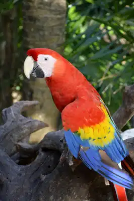 Two Scarlet Macaws (Ara macao) on a resort in Mexico