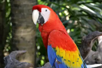 Two Scarlet Macaws (Ara macao) on a resort in Mexico