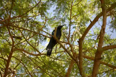 Great-tailed Grackle sitting in trees