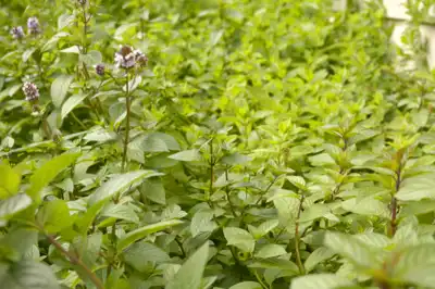 Mint plant flowering