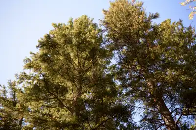 White spruce trees in a forest looking upwards