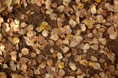 Scattered fall leaves on the forest ground