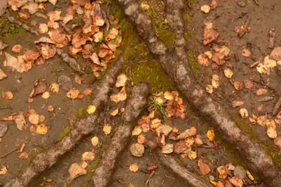 Scattered fall leaves on the forest ground with tree roots