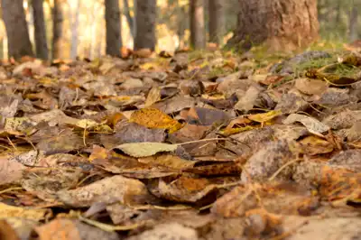 Low point of view of fall leaves on a forest floor
