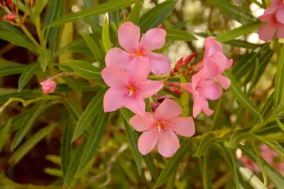 Pink Oleander flowers (nerium oleander) up close in Mexico