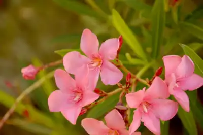 Pink Oleander flowers (nerium oleander) up close in Mexico