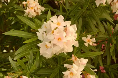 White Oleander flowers (nerium oleander) up close in Mexico