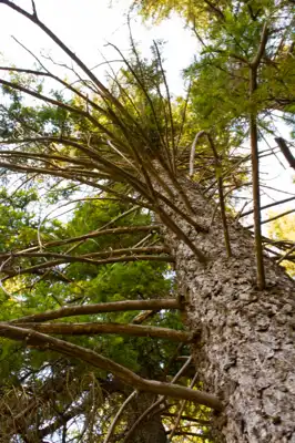 Looking up at a white spruce tree