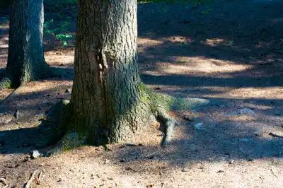 Tree trunk showing roots on forest floor