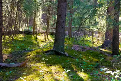 White spruce trees in the forest with a moss forest floor