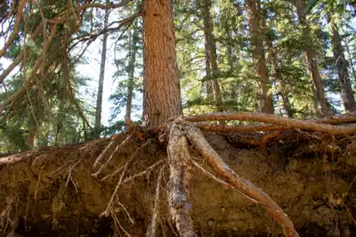 White spruce tree showing it's roots in an eroding embankment