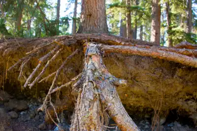 White spruce tree showing it's roots in an eroding embankment