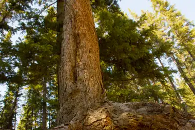 White spruce tree showing it's roots in an eroding embankment