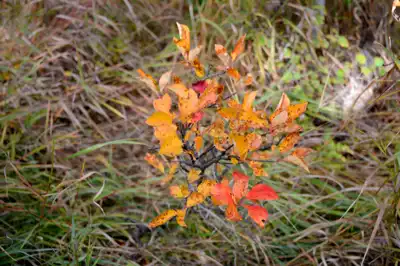 Small tree with leaves in the fall season