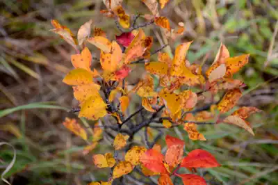Small tree with leaves in the fall season