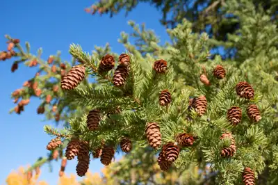 Multiple pine cones on a branch of a pine tree