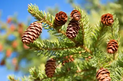 Multiple pine cones on a branch of a pine tree