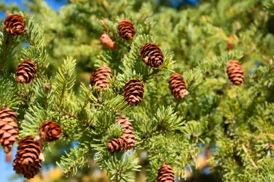 Multiple pine cones on a branch of a pine tree