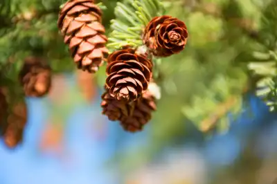 Multiple pine cones on a branch of a pine tree