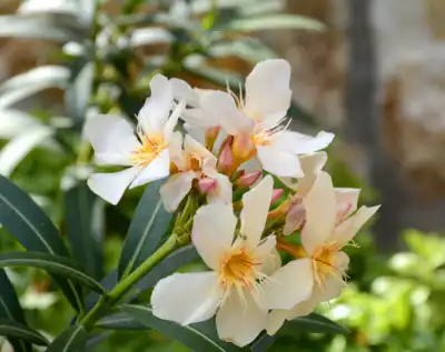 Oleander in Cabo San Lucas, Mexico