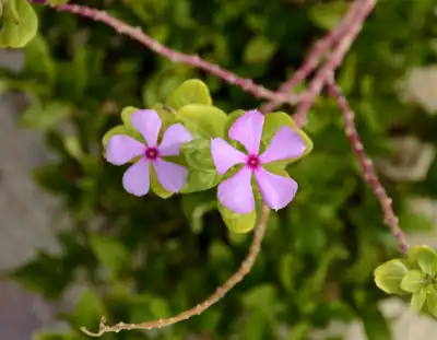 Madagascar periwinkle flower in Cabo San Lucas
