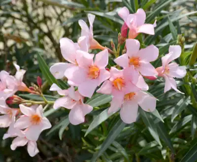 Oleander flowers in Cabo San Lucas