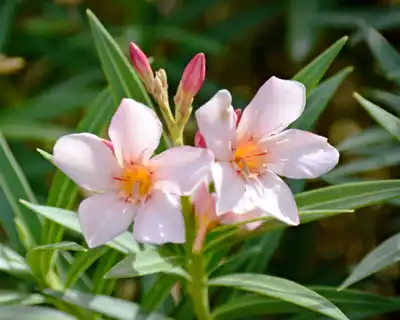 Oleander flowers in Cabo San Lucas