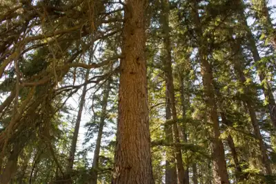 A white spruce tree trunk in the forest