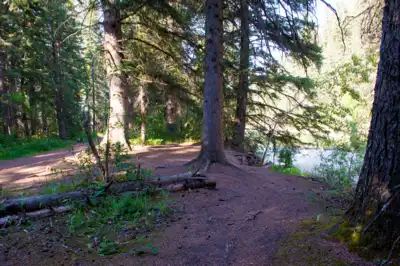 Forest of spruce trees near an embankment
