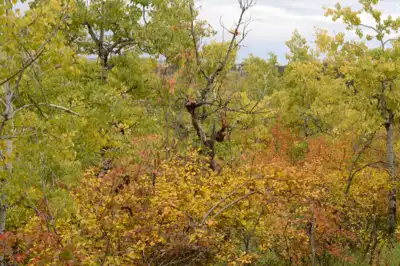 Fall forest trees in southern Alberta