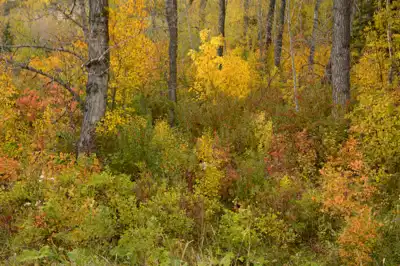 Fall forest trees in southern Alberta