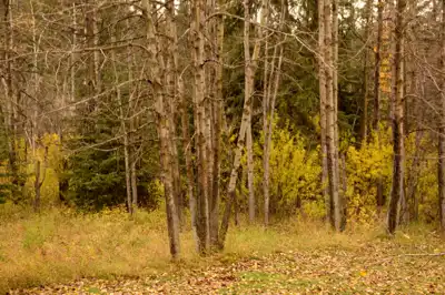 Fall forest trees in southern Alberta