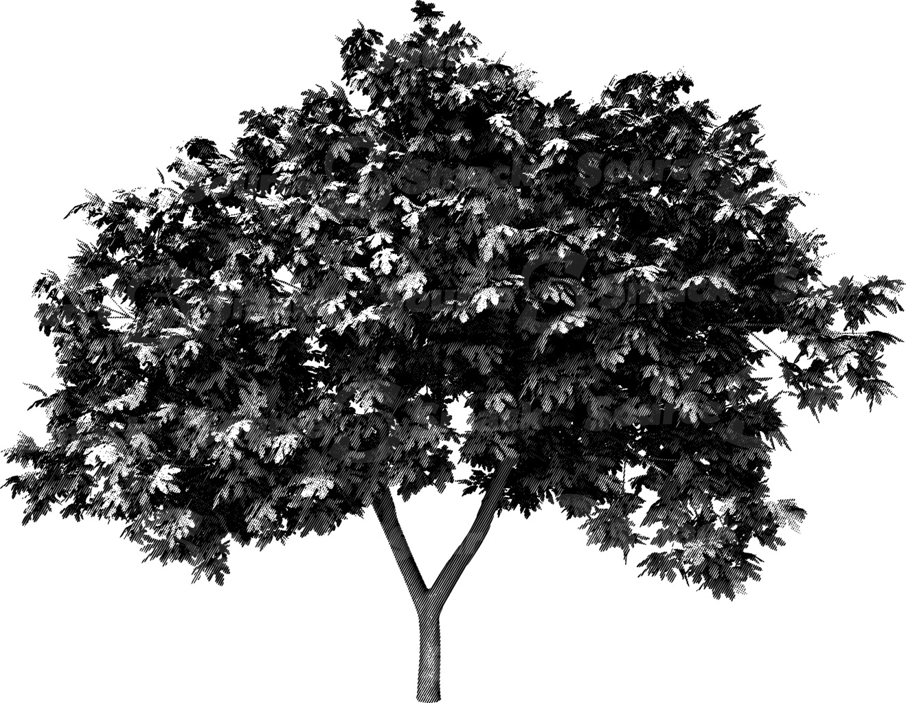 A halftone effect applied to a bushy coniferous tree