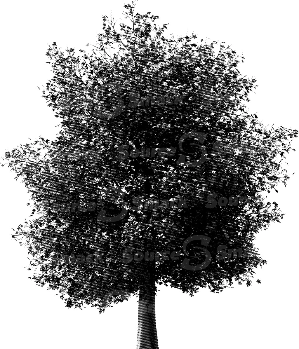 A halftone effect applied to a bushy coniferous tree