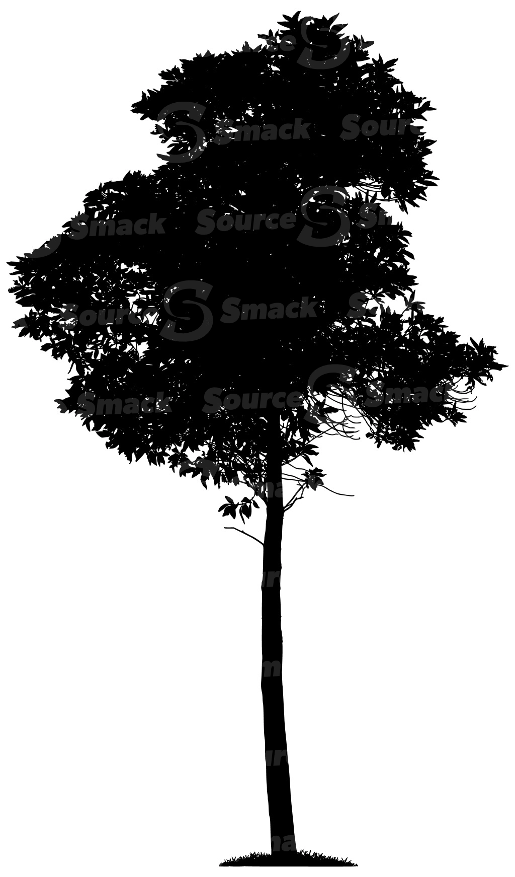 A vector silhouette of a coniferous tree