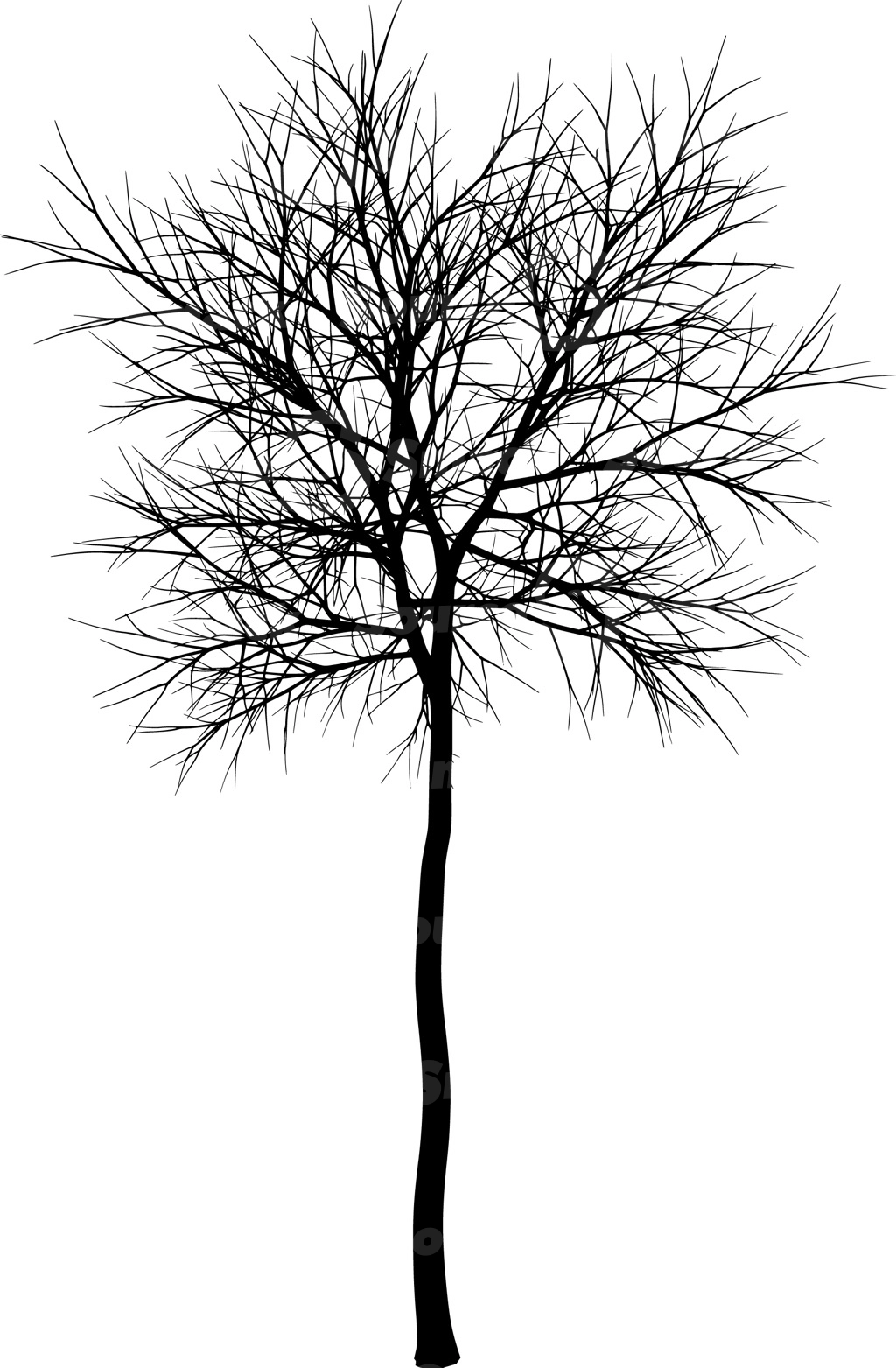 A coniferous tree with no leaves