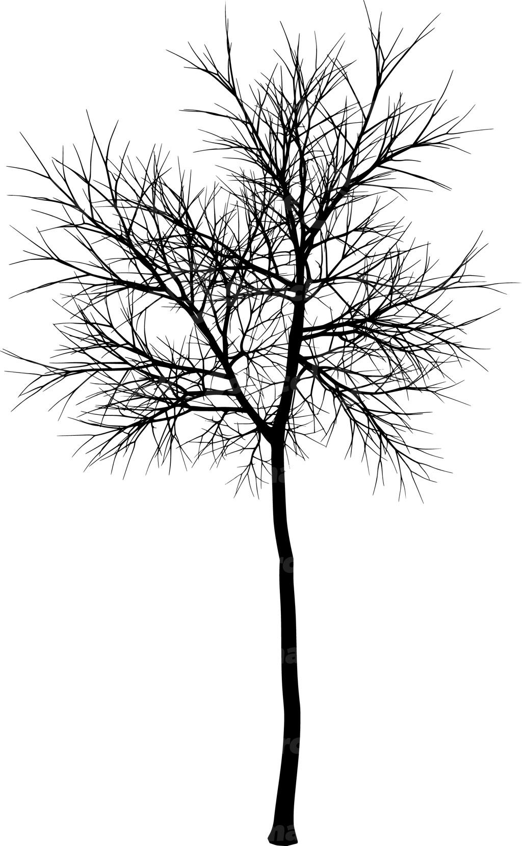 A coniferous tree with no leaves