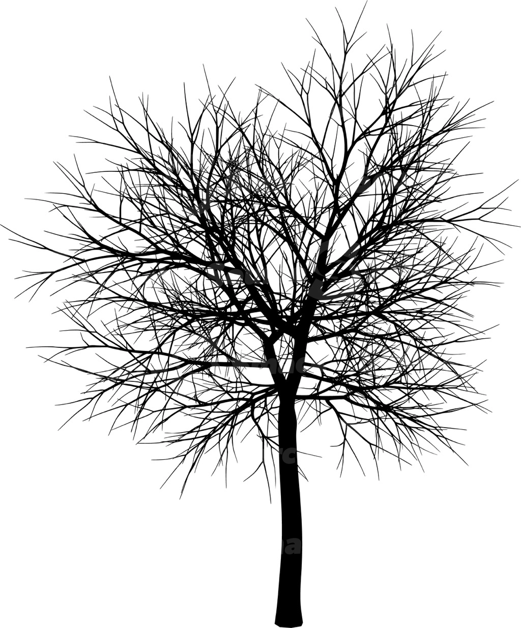 A coniferous tree with no leaves