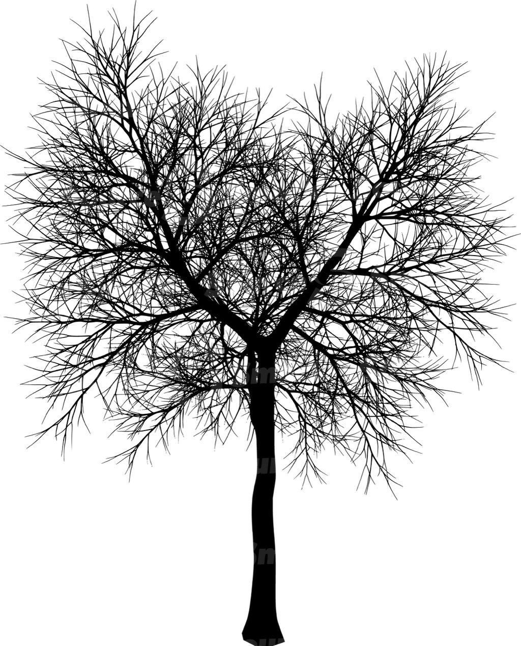 A coniferous tree with no leaves