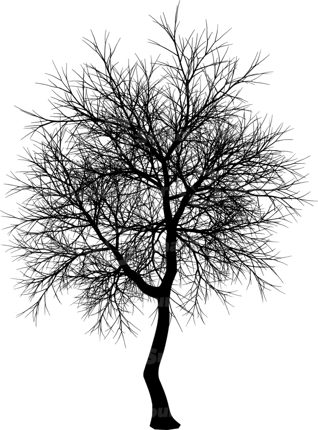 A coniferous tree with no leaves