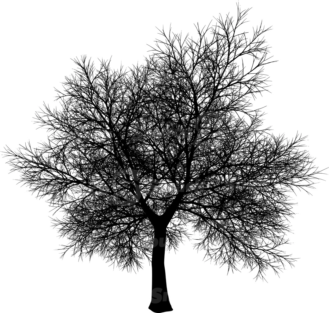 A coniferous tree with no leaves