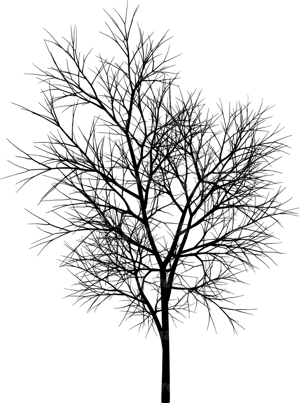 A coniferous tree with no leaves