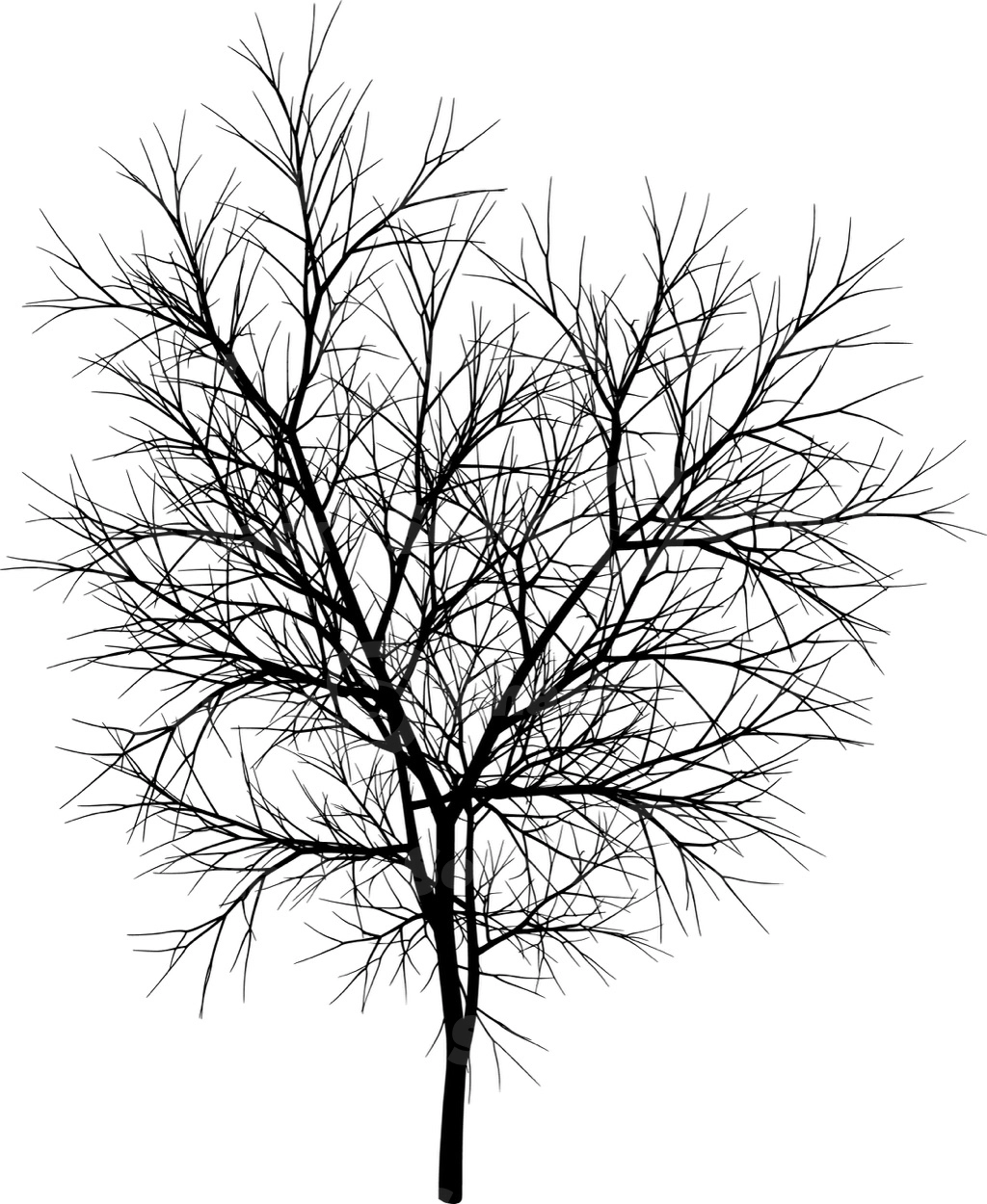 A coniferous tree with no leaves