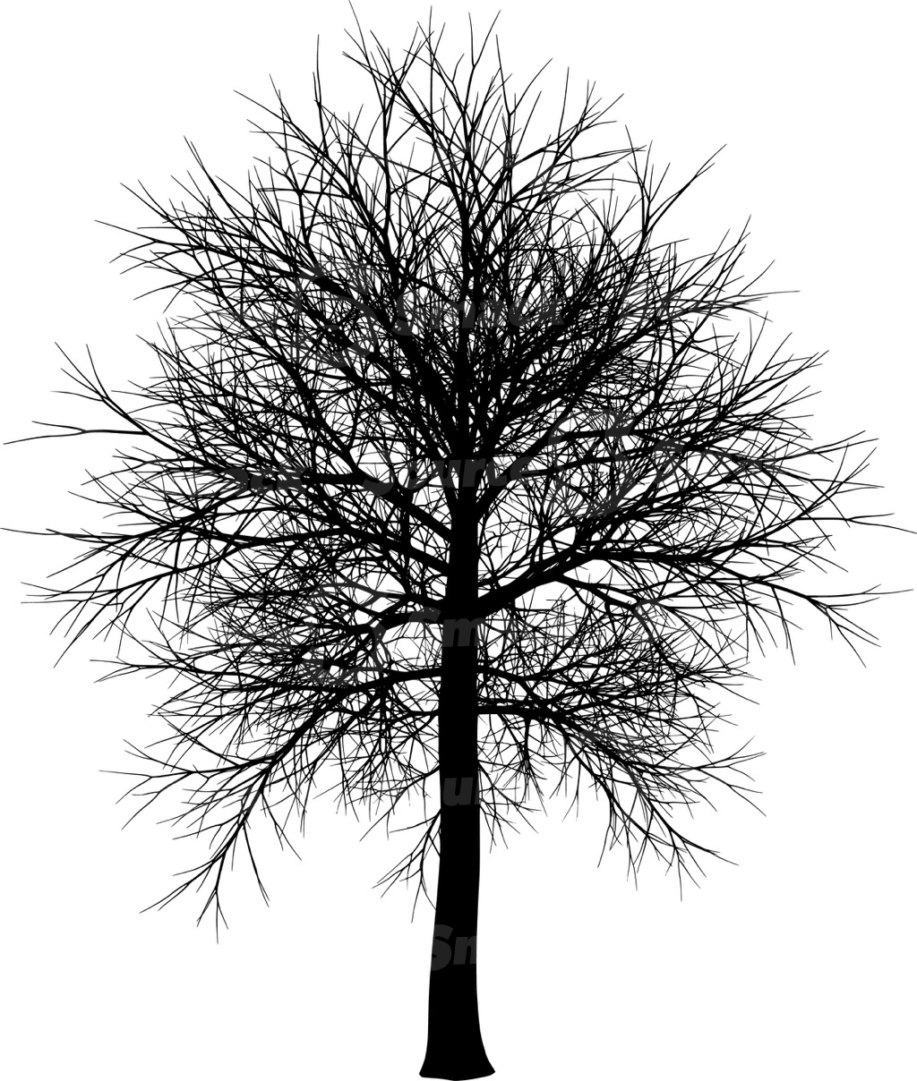 A coniferous tree with no leaves