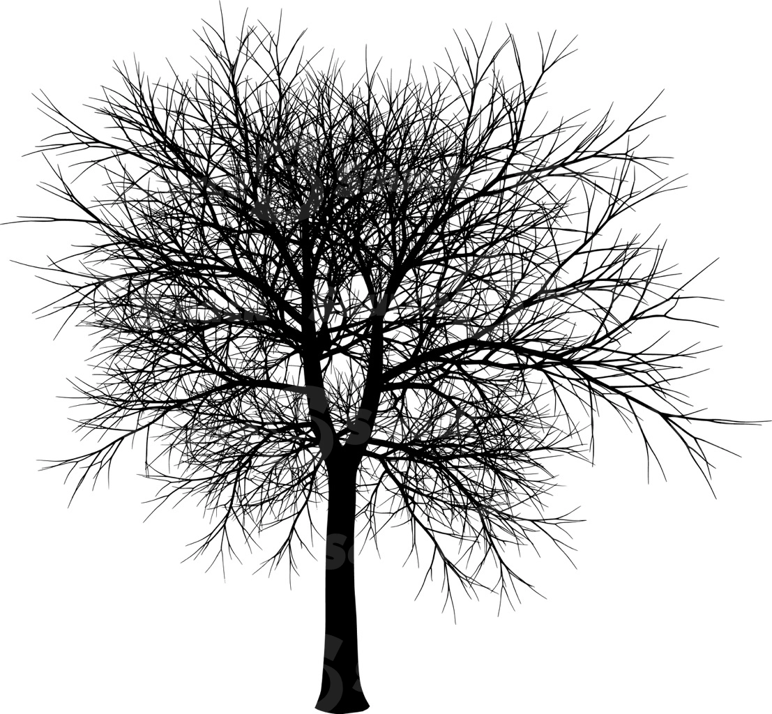 A coniferous tree with no leaves