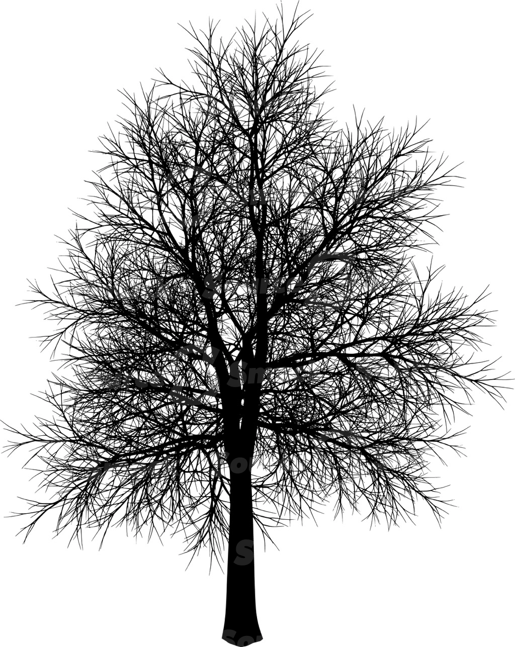 A coniferous tree with no leaves