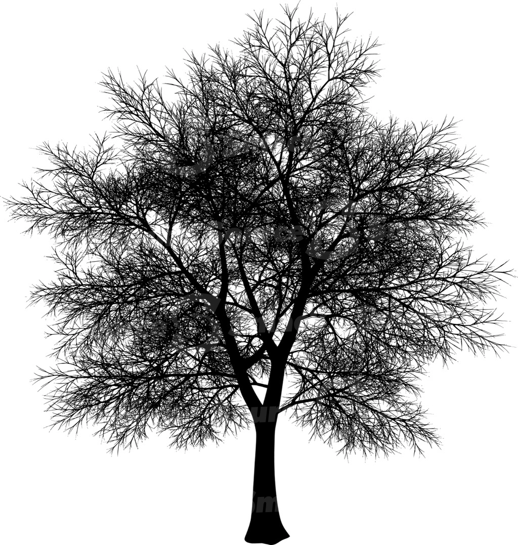 A coniferous tree with no leaves